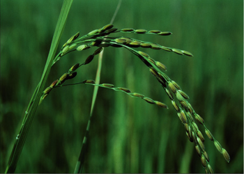 Oryza nivara