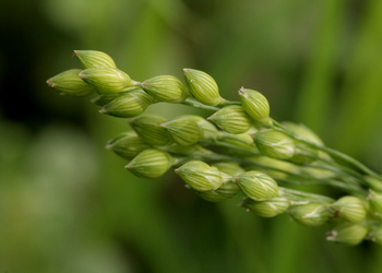 Panicum hallii