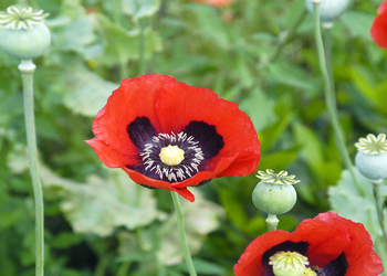 Papaver somniferum