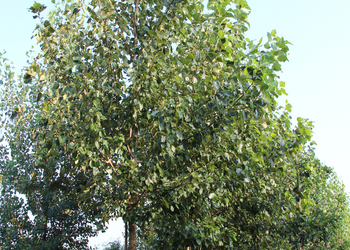Populus trichocarpa
