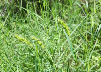 Setaria viridis