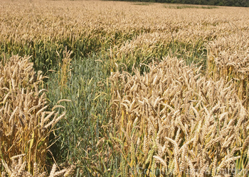 Triticum aestivum claire