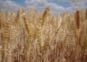 Triticum aestivum julius