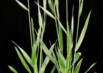 Brachypodium distachyon