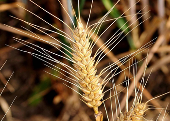 Triticum turgidum
