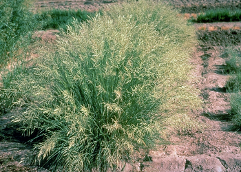 Eragrostis curvula