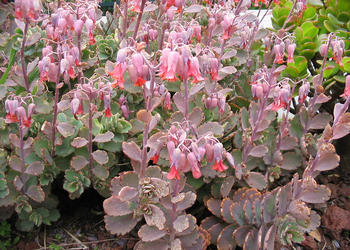 Kalanchoe fedtschenkoi